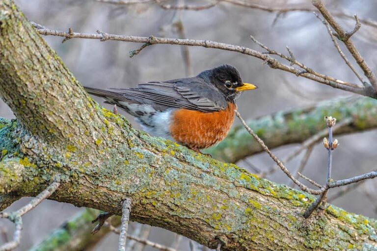 Why Are There So Many Robins in East Lansing?