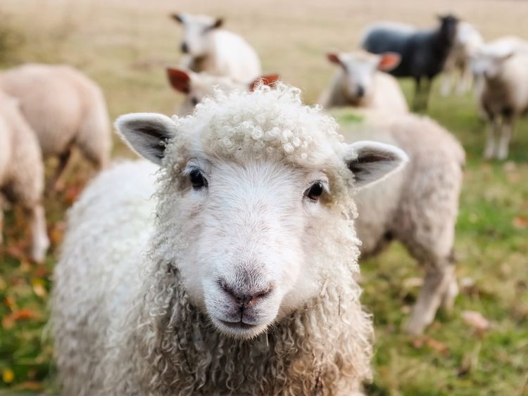 Will East Lansing Residents Be Permitted to Keep Goats, Sheep, and Ducks?