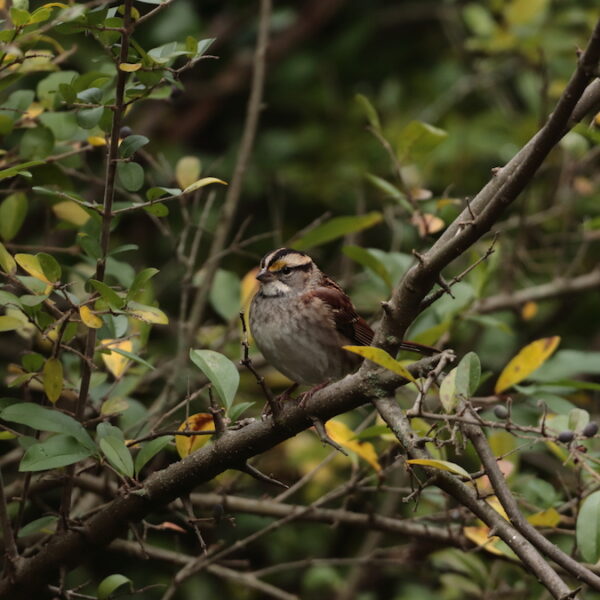 Autumn is a Beautiful Time to Experience Nature in East Lansing