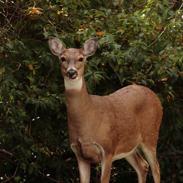 Council Floats Regional Strategy Following Deer Management Presentation