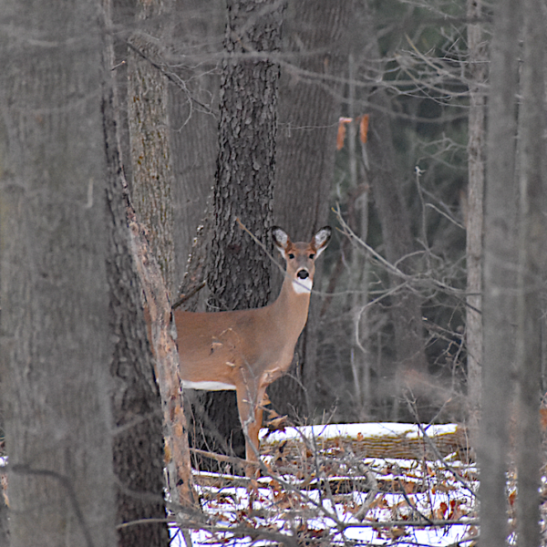 East Lansing Parks and Rec Director Talks Deer Management
