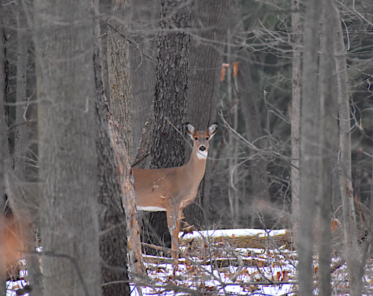 East Lansing Parks and Rec Director Talks Deer Management