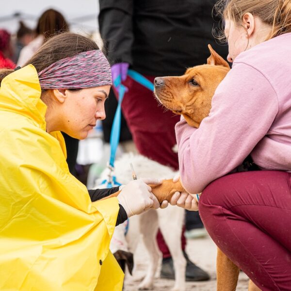 MSU Student Clinic to Help Homeless Pet Owners Keep Animals Healthy
